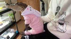 76K views · 2.5K reactions | ready to go #cute #wholesome #alligator #Gators #dogs #onesie #reptile #reptilelover #reptilekeeper | Damn where did you find this aesthetic | Facebook