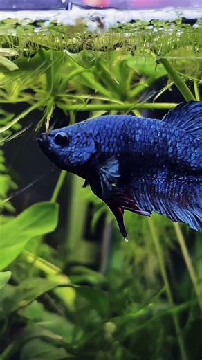 Betta plakat Fish 💙🩵❤️ #aquarium #fish #betta #bettafish #tank #fishtank #acuario #acquario