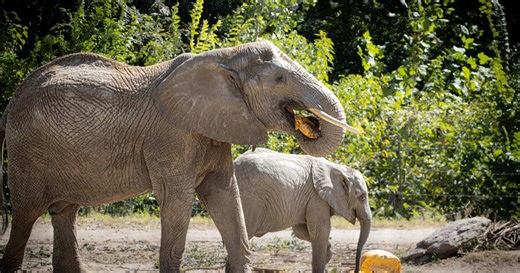 Kids can visit Omaha's zoo for free with an adult from Dec. 26 to 31