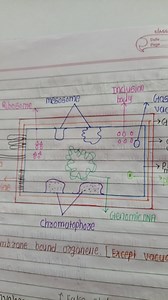 Draw a labelled diagram of a prokaryotic cell showing the follo... | Filo