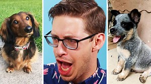 364K views · 5.8K reactions | Which one was your favorite pup? | The Try Guys | Facebook
