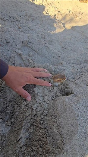 Happy Partridge Playing in Mud 🐦 | #partridges #birds #shorts