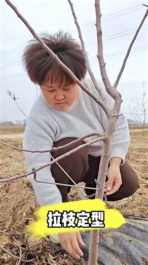 #FruitTreeTraining #BranchPuller #OrchardLife #FruitFarming#AgricultureTools #FarmLife#GardeningTips