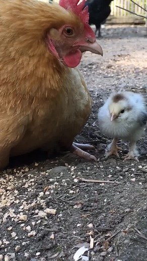 Mother Hen Comforting Baby Chicks | Sweet Sounds of Nature