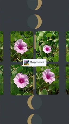Beach Morning Glory#Ipomoea pes-caprae#goat's foot#flowers🌸