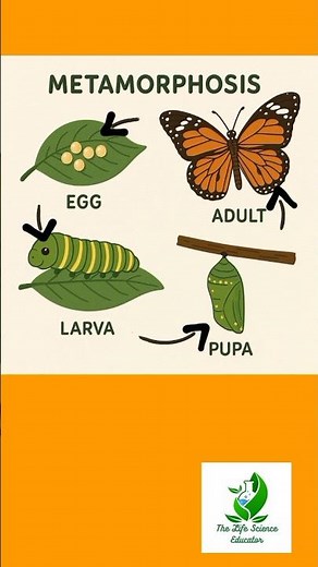 "Do You Know What 'Metamorphosis' Means? 🐛🦋" #metamorphosis #thelifescienceeducator #meaning