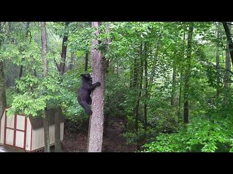 Black Bear climbs very high in tree