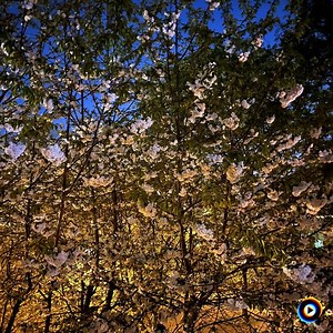 ac flow | Lyrics, Song Meanings & Music Videos