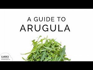 Growing Arugula