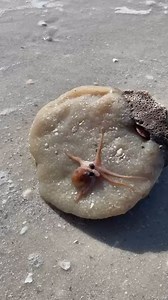 173 reactions · 6 comments | This little guy is on the move. The...