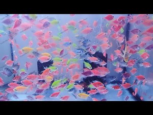 Pet Store Visit - Assorted Fish - Aquarium - Fish