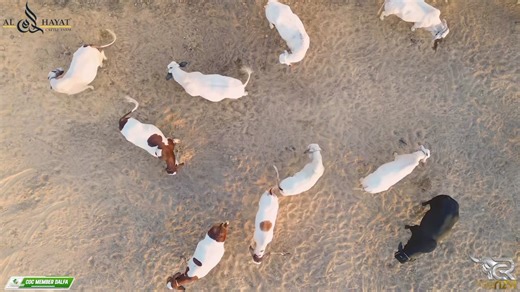 🎭 ZARRAA HAT KY..!!!! 🎭 🔰 AL HAYAT CATTLE FARM🔰 NOW MOVE ON TO JAMEEL MEMON ONLY FOR QURBANI LOVERS..!!! GATES ARE OPEN FROM 3rd DAY OF EID UL FITR 💙👍🏻 #CattlesWithRizvi #TrendChanger #JameelMemon #AlHayatCattleFarm #QurbaniLovers #QurbaniBulls #karachiVibes #BakraeidStart | Cattles With Rizvi