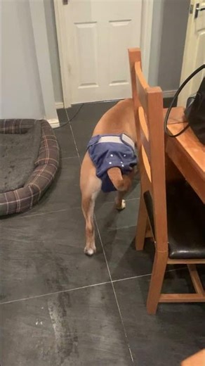 Lily been doin her homework