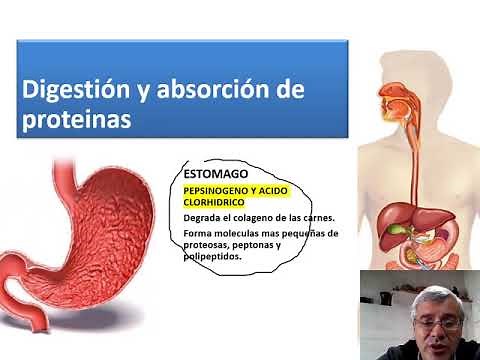 Fisiología de la digestión y absorción de nutrientes