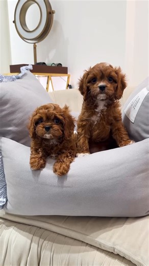 Olga Cherkasova Pets Trading LLC on Instagram: "Meet our very special Cavapoos 🤍 The boy is a true extra mini sized Cavapoo with an estimated adult weight of around 2.5 kg. The girl is also beautifully small, expected to reach around 3.5 kg as an adult."