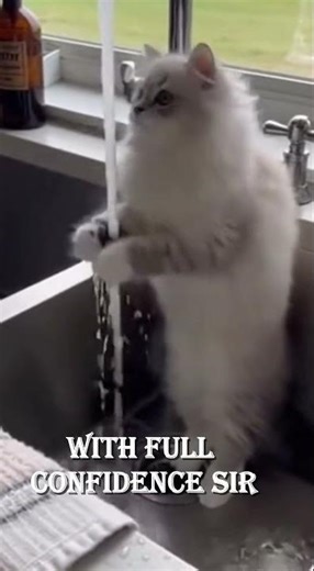 this cat is washing invisible dishes #animals #petfails #funnydogs #funnycats #funnyanimals#animals