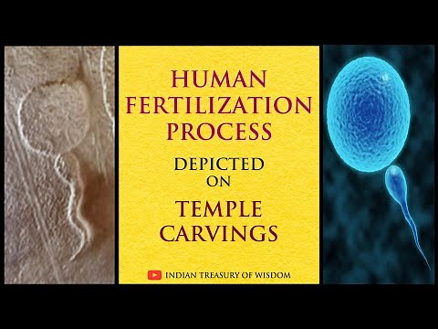 Human Fertilization Process depicted on Temple Carvings | मंदिर की नक्काशी पर मानव निषेचन प्रक्रिया