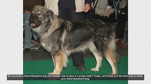 How to Bathe Your Keeshond: Step-by-Step Guide