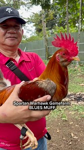 681K views · 20K reactions | Full Farm Tour Video tomorrow morning! Spartan Warhawk GF of Mr. Cocoy Junsay Cage City Cebu - Davao Branch | Davao Saging Queen/ Nurse Farmer | Facebook