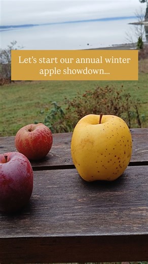 Every year we put all sorts of varieties of heritage apples into the cooler and while we have been eating some all along, this month, or roughly about 3-4 months after harvest, is really where it gets interesting and we find the best of the best winter apples | Denman Island Heritage Apples