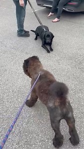 3.9K views · 58 reactions | Mr Chips has had a busy week, on...