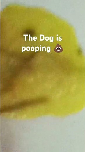 my Dog is pooping to try