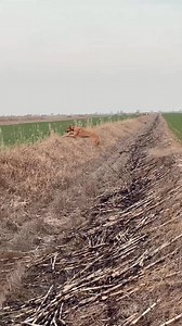 1.5M views · 21K reactions | A dynamic scene of fast acrobatic jumps in nature. 朗 #Greyhounds #DynamicMovement #Acrobaticjumps #NatureandMotion #Agilityandspeed #captivatingscenes | Pro Hounds World | Facebook