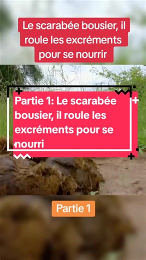 Partie 1: Le scarabée bousier, il roule les excréments pour se nourrir. #scarabé #bousier #nourrir #excréments #reportage