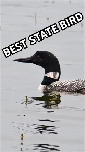 Minnesota has the BEST state bird #loon #bird fishing #minnesota #muskie #muskiefishing #fall #lake