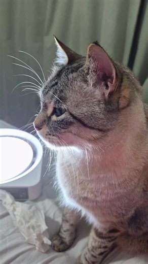 wonderwoman Cats (@wonderwomanideas)’s videos with original sound - wonderwoman Cats