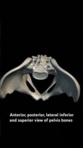 3D animation of pelvis bones with ant, post,inf,and support view#anatomy #animation#biology .