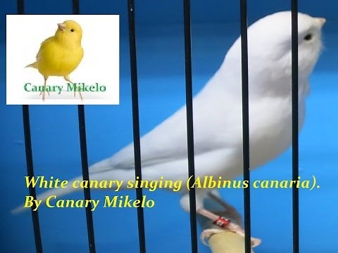 Εκπαίδευση καναρινιών - θα κελαηδούν σαν αηδόνια White Canary Singing (Albino) Chambion of 2017