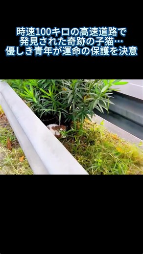 時速100キロの高速道路で発見された奇跡の子猫…優しき青年が運命の保護を決意 #高速道路で子猫救出 #捨て猫と保護者 #人と猫の絆 #動物愛護 #野良猫の新しい家族