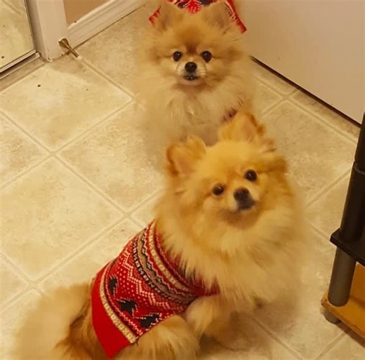 Savana Hume on Instagram: "Rip my loves 🥲"