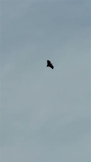 CHILEAN EAGLE-BUZZARD IN FLIGHT