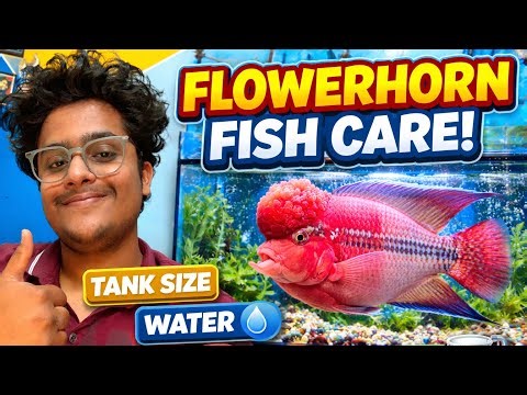Flowerhorn Fish Care Guide 🐠 | Tank Size, Water, Food & Filtration (Complete Guide) #flowerhorn
