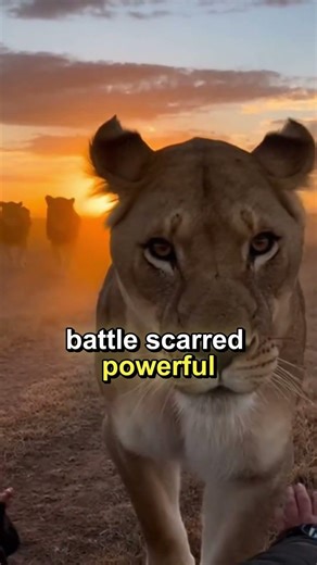 A Lion Pride Rejected Her for Being Weak... He Saved Her... Then She Saved Him 🦁💔 #shorts