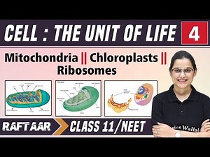 Cell : The Unit of Life 04 || Mitochondria || Chloroplasts || Ribosomes || Class 11/NEET || RAFTAAR