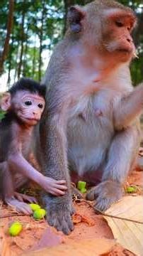 Adorable Little Baby Jiva With Mom Jazzy Eats Lotus