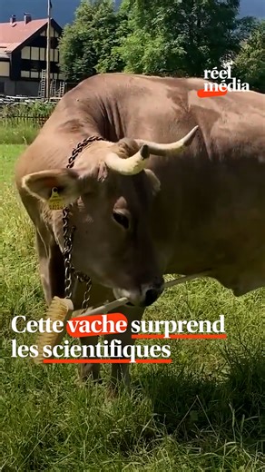 Veronika est une vache exceptionnelle. Elle est capable d’utiliser un outil pour se gratter : un bâton, un balai ou un râteau. À tel point que des scientifiques l’ont étudiée et en ont tiré des conclusions incroyables. Elle est la première bovine à manier consciemment un outil, et à l'adapter à ses besoins. Elle va notamment choisir quelle partie du balai utiliser selon la partie de son corps qui la démange. Les scientifiques notent tout de même qu’elle n’est pas nécessairement plus intelligente