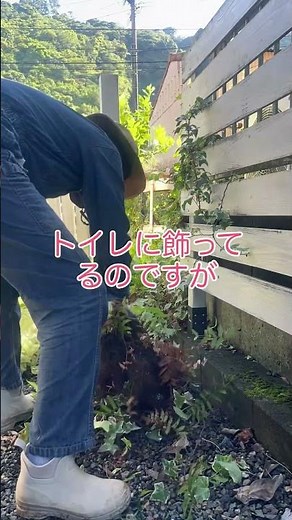アイビーすごい