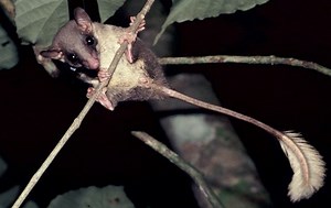 Pen tailed treeshrew - Alchetron, The Free Social Encyclopedia