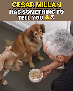 Legendary Dog Behaviorist, Cesar Millan, shares which foods you should AVOID feeding your pet at all costs. If your dog suffers from ⚫️ Weight Gain ⚫️ Loss of Energy ⚫️ Achy Joints ⚫️ Stinky, Mushy Poops ⚫️ Bad Breath ⚫️ Diminished Mental Ability Watch Cesar reveal the TOXIC FOODS to avoid and show how you can help extend your beloved pet’s health span. See for yourself! 👉 https://rebrand.ly/MRTYCM | Cesar Millan
