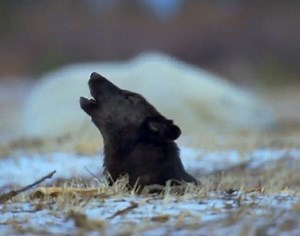 Churchill Wild guide Steve Schellenberg, along with assorted wolves, polar bears, Arctic foxes, snowy owls and more (including this howling wolf), were included in some of the footage captured at the Churchill Wild Polar Bear Tours ecolodges for the National Geographic series Wild_Life: The Big Freeze, in which filmmaker Bertie Gregory took viewers on a blizzard-filled adventure to the edge of the Canadian Arctic. More here: https://bit.ly/3qS9jCP #Wolf #HowlingWolf #PolarBear #Wolves #PolarBear
