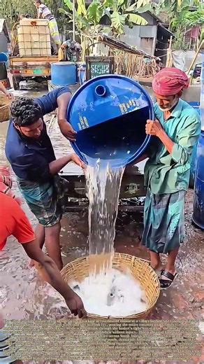 Pouring Fish Fry: How Woven Baskets Protect Young Stock for Village Aquaculture