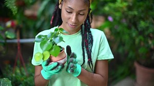 Black female gardener planting plant in greenhouse | Free Stock Video Footage
