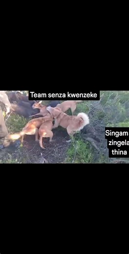 Team senza kwenzeke #thankyouforyoursupport #trendingreel #meta #memes #foryoupage #starseverywhere #morningreels#goviral #exploremore#everyoneactive #fyp #viralchallenge #goviralreels | Mpii Aypheli