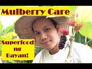 Paano Alagaan ang Mulberry Tree sa Pilipinas (Basic Info and Care Tips for Mulberry W/English Subs)