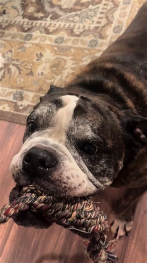 Dm to book#viral #fypシ゚viral #boosiefade | Boosie Fade