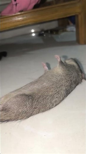 Cat vs. Rat: A Real Life Game of Cat and Mouse